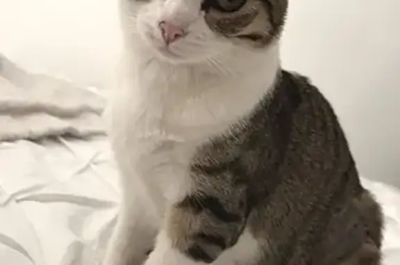 Chaton perdu à Pamiers - Aidez-nous! - photo