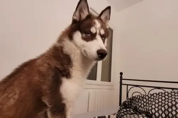 Husky 7 mois perdu à Sablet - photo