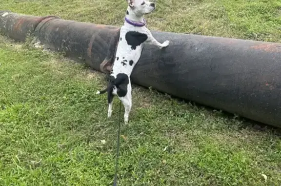 Lost Dog Alert: White & Black, Boxy Head - Gastonia