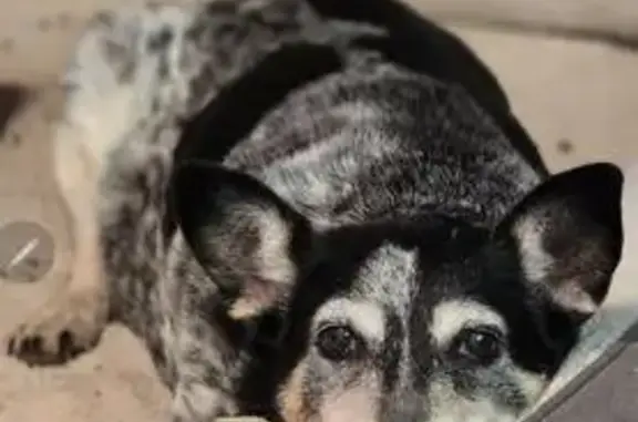 Lost Senior Dog - Blue Heeler on Wisler Dr, Cana