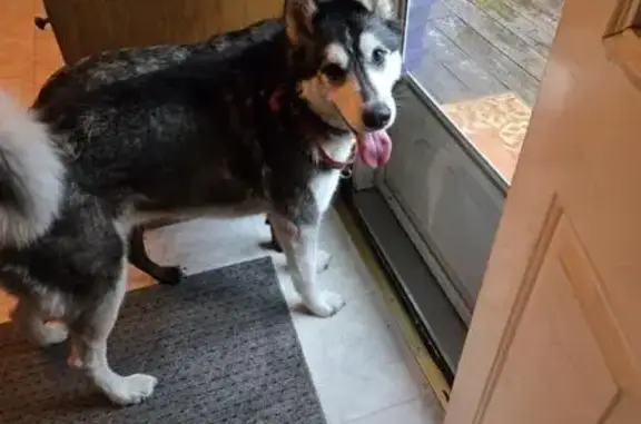 Lost Husky Found on Dellwood Dr NE 6390!