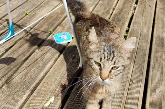 Animaux trouvés Valognes, photo: Chatte en chaleur trouvée à Valognes