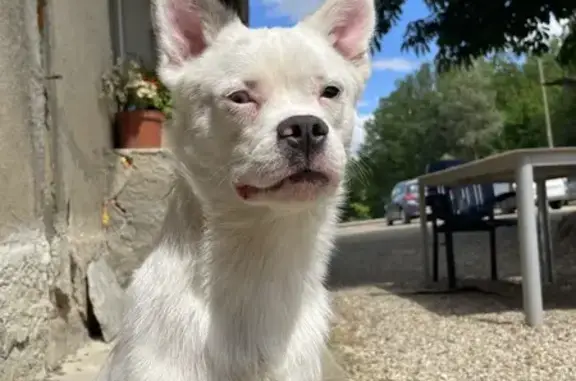 Chien perdu à Lafrançaise retrouvé - photo