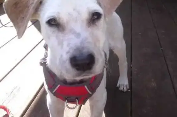 Chiot blanc/marron perdu trouvé - photo