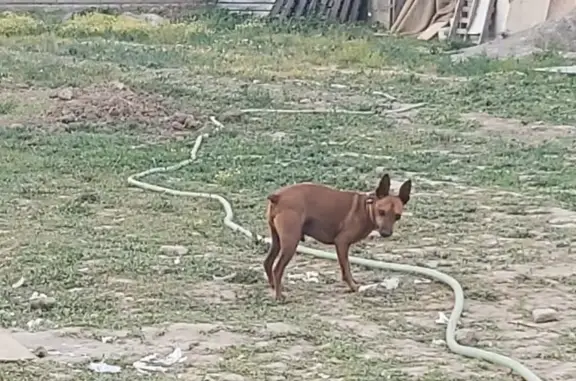 ¡Ayuda! Pincher Marrón Perdido en Maracena