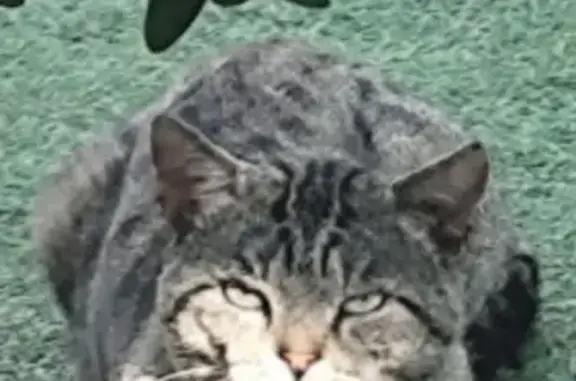 Chat tigré agressif trouvé à Couëron - photo