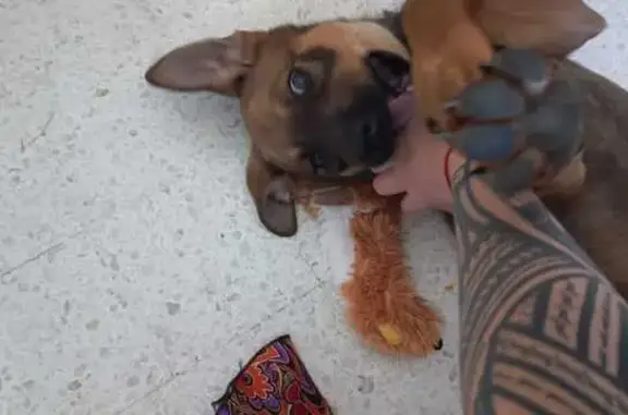 Animaux trouvés Ambarès-et-Lagrave, photo: Chiot Malinois Perdu à Ambarès