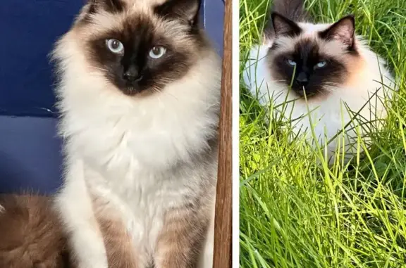 Chat Birman Perdu - Frouard - photo