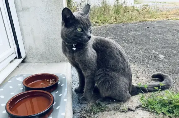 Chatte grise yeux verts perdue - photo