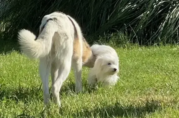 Chiot blanc perdu à Reignac - photo