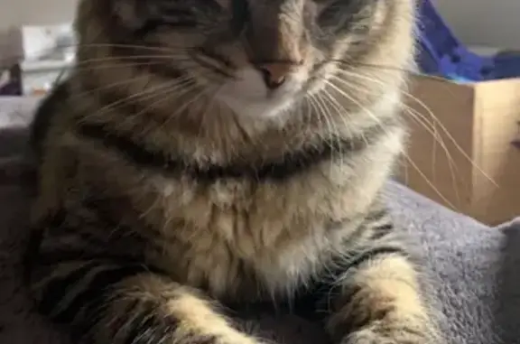 Animaux perdus , photo: Simba, chat tigré perdu à Vasperviller
