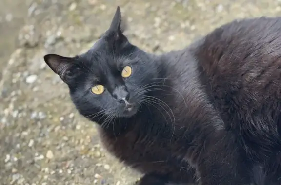 Animaux perdus Le Havre, photo: Chat noir perdu au Havre