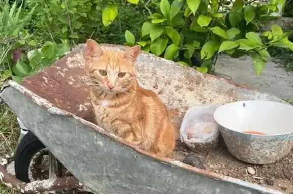 Chat perdu, Lachapelle-sous-Aubenas, photo: Chatte rousse disparue à Lachapelle