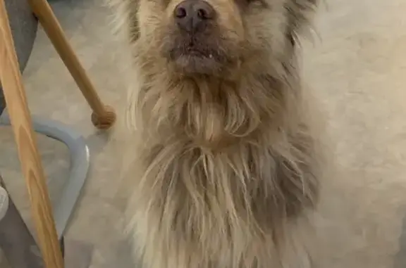 Chien perdu à Orthez retrouvé - photo