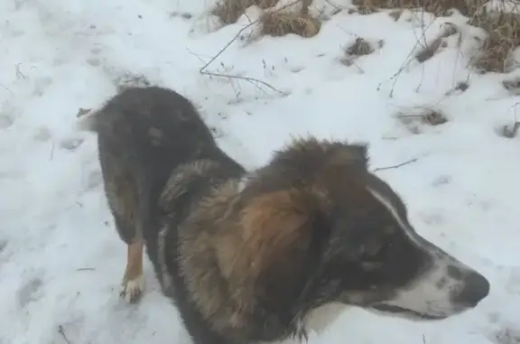 Chien perdu , photo : Chienne égarée, 4 couleurs sombres