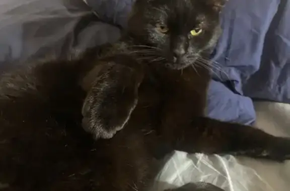 Chat noir tatoué trouvé à Lyon - photo