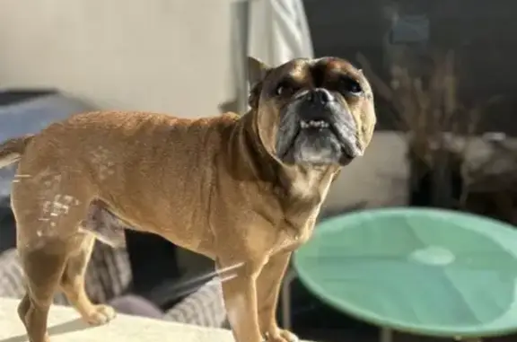 Animaux perdus Six-Fours-les-Plages, photo: Bouledogue Français Perdu