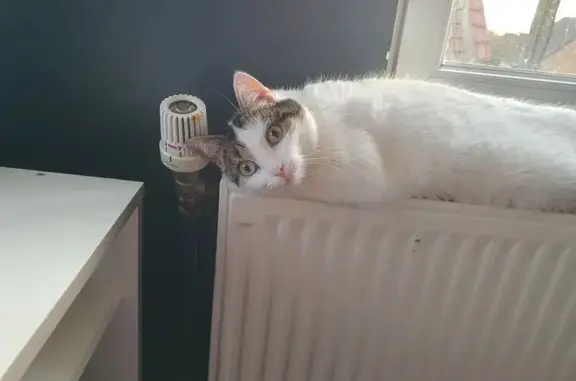 Chat perdu, , photo: Chatte Isis disparue à Ramillies
