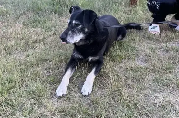 Chien noir et gris trouvé à Allonnes - photo