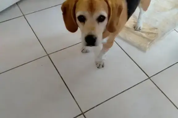 Chien perdu Porspoder, photo : Masha, beagle perdu à Porspoder