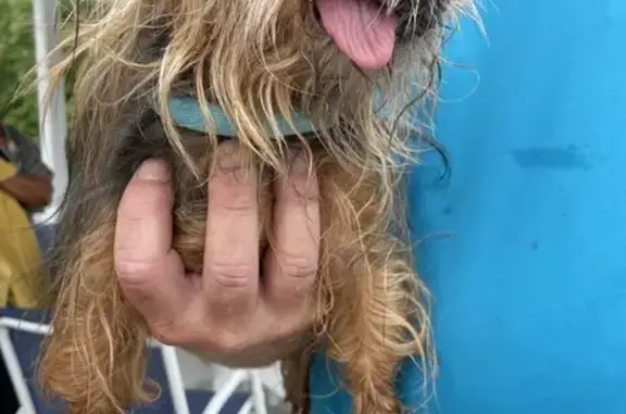 Found Senior Yorkie - Rue Antoinette 4114!