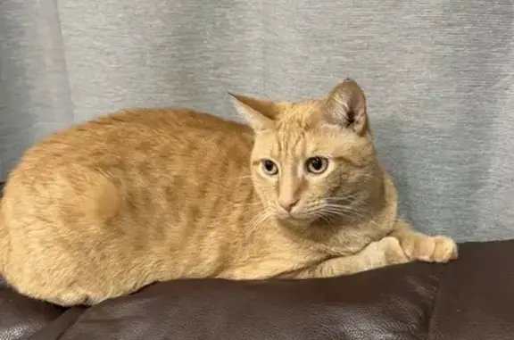 Lost Ginger Tabby in Southchase - Help Find!