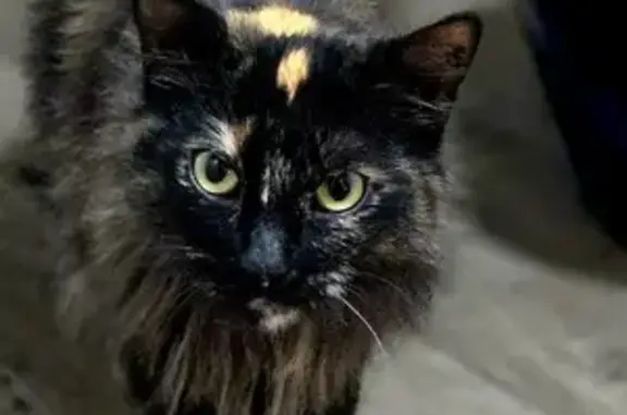 Lost Torti Cat in Elmhurst - Help Find Her!
