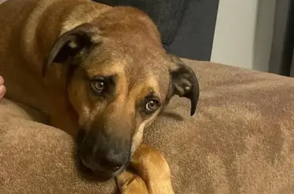Lost Black Mouth Cur Mix - Chipped & Loved