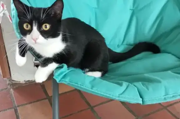 Animaux perdus Bruyères-sur-Oise, photo: Chaton noir et blanc perdu