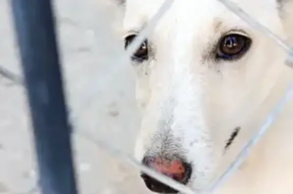 Perrita Joven Perdida en Calle Pitágoras