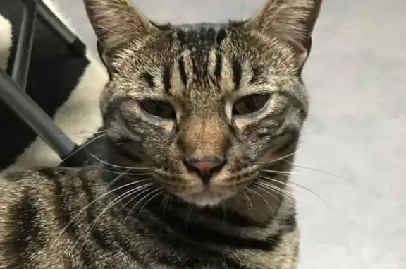 Chat diabétique disparu à Vierzon - photo