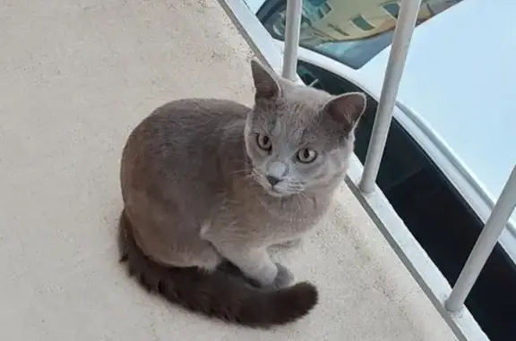 Chat retrouvé Rue C. Mossant 74B - photo