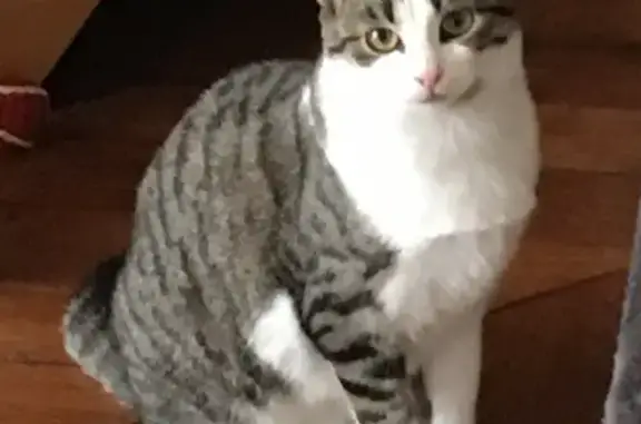 Chatte Fantomette perdue - photo