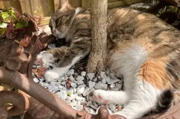 Chat perdu, Sarzeau, photo: Chatte tigrée disparue à Sarzeau