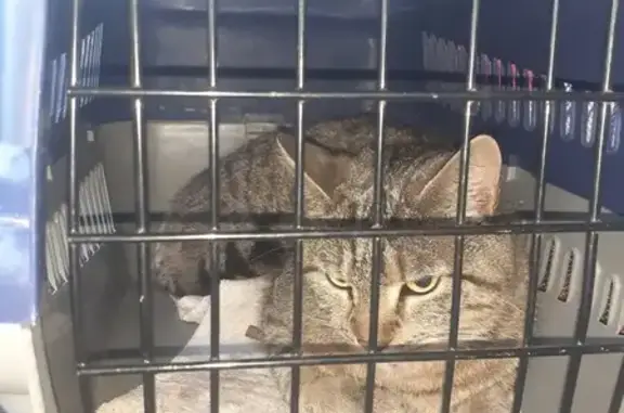 Chat rayé gris trouvé à Calais - photo