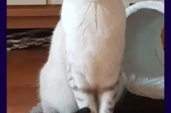 Chat perdu, , photo: Chatte Blue disparue au Lyvet