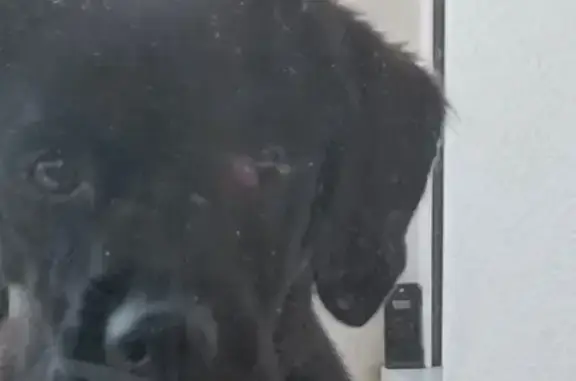 Chienne noire retrouvée à Bouaye - photo
