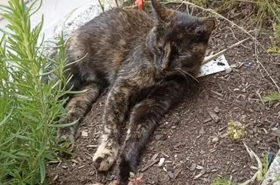 Chatte bringée trouvée à Bourges - photo