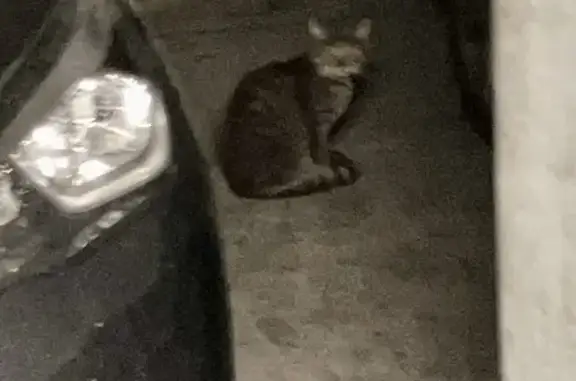 Chat gris tigré fuyant à Amiens - photo