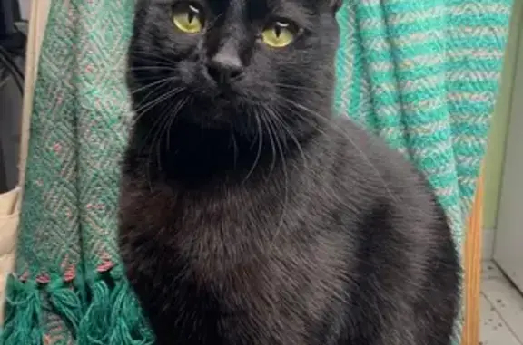 ¡Ayuda! Gyro, Gato Negro Perdido en Madrid