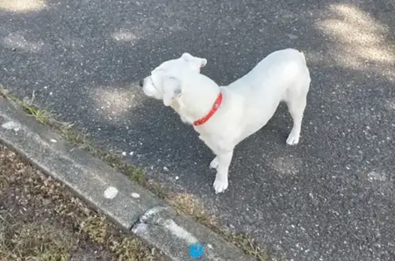 Chien blanc taché trouvé à Laluque - photo