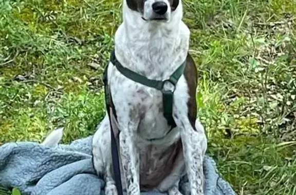 Podenco perdu à Gaillard - photo