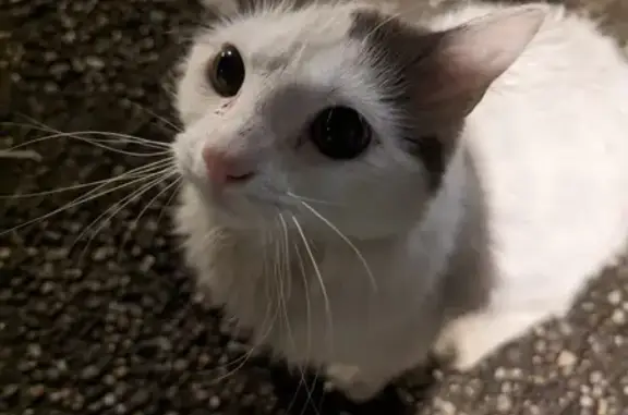 Animaux trouvés Chasse-sur-Rhône, photo: Chat blanc/gris perdu à Chasse-sur-Rhône