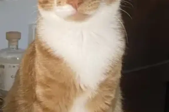 Chat perdu, Le Minihic-sur-Rance, photo: Chat roux et blanc perdu, Minihic