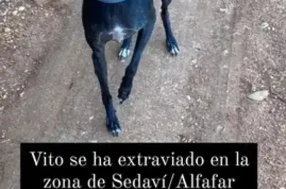 ¡Ayuda! Lebrel Italiano Negro Perdido en Sedaví