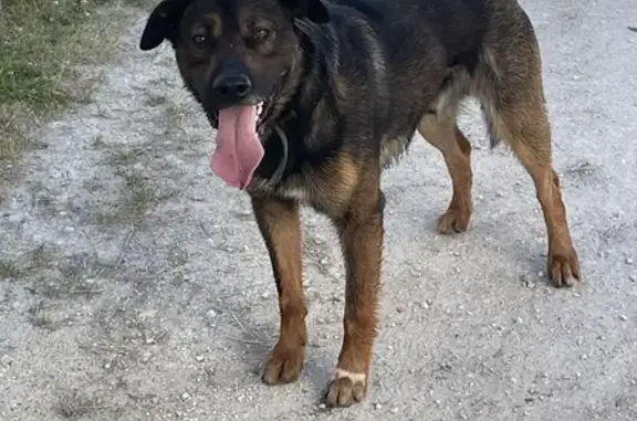 Chien noir/roux trouvé à Guimps - photo