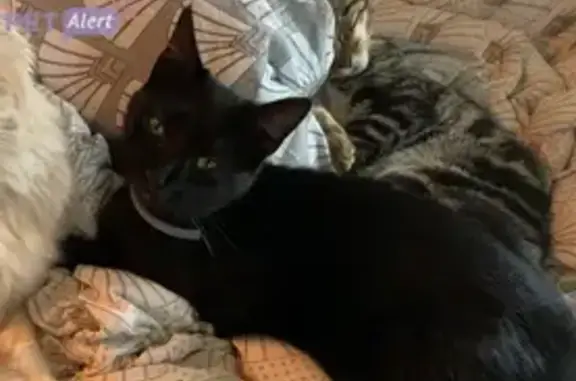 Animaux perdus , photo: Chatte noire disparue à Cherbourg