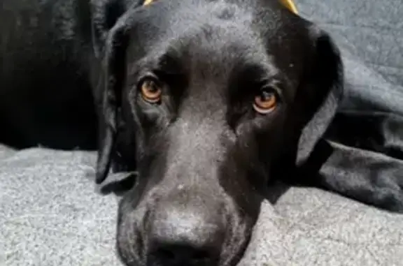 Animaux perdus , photo: Labrador noir perdu à Thiel