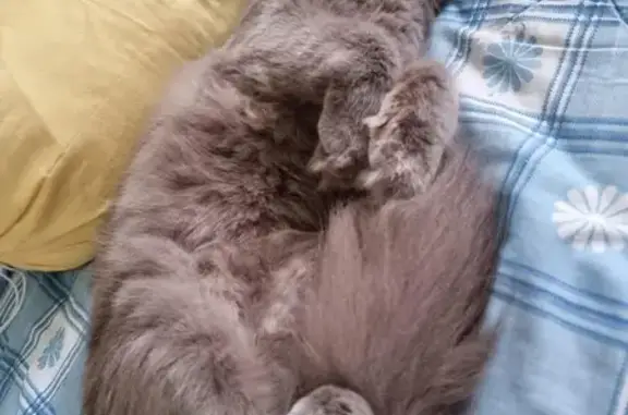 Lost Grey Longhair Male Cat in Boon Lay, SG