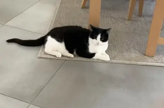 Animaux perdus Cahors, photo: Chat Myris, 13 ans, disparu à Cahors